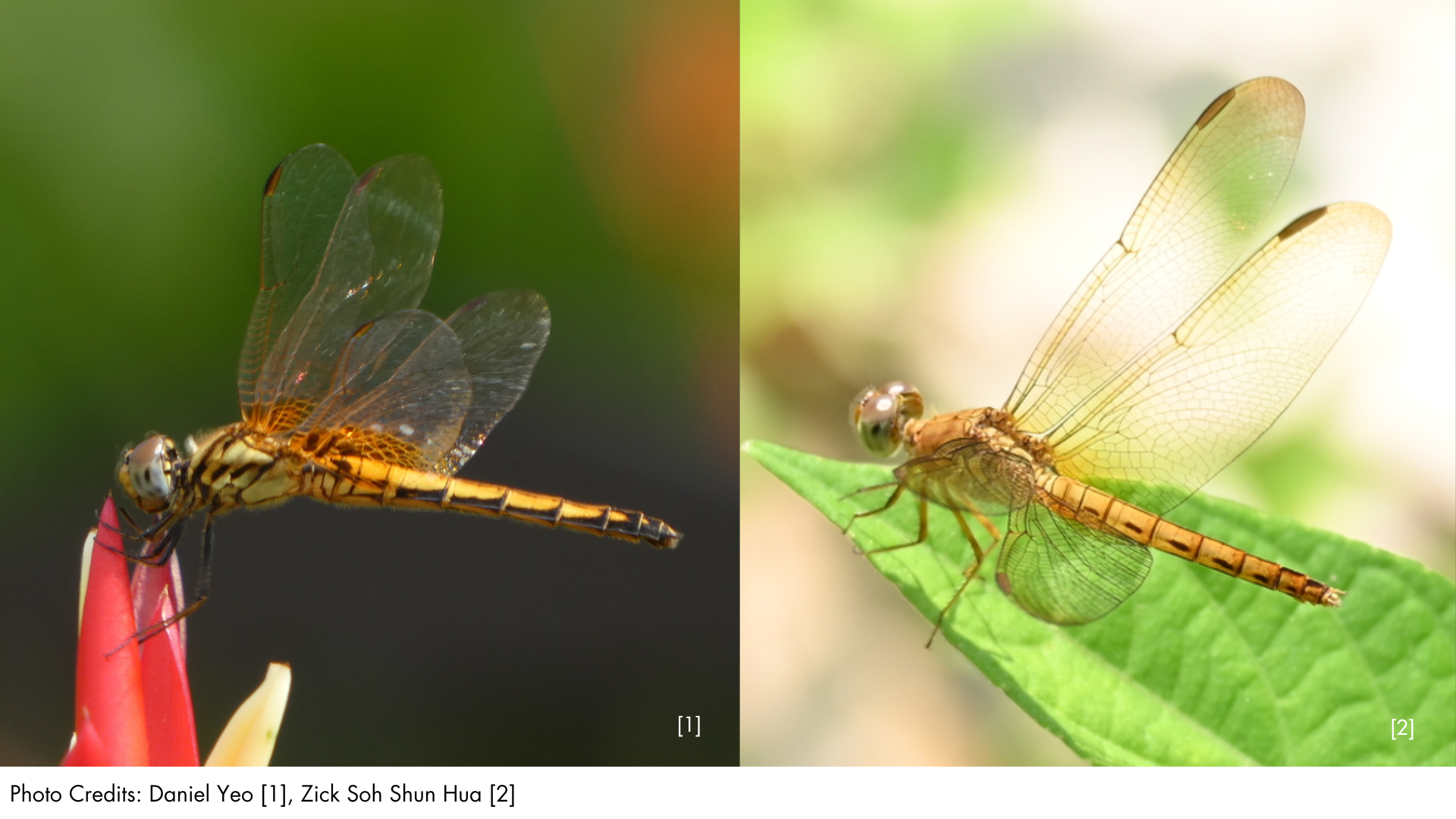 Common Parasol or Crimson Dropwing